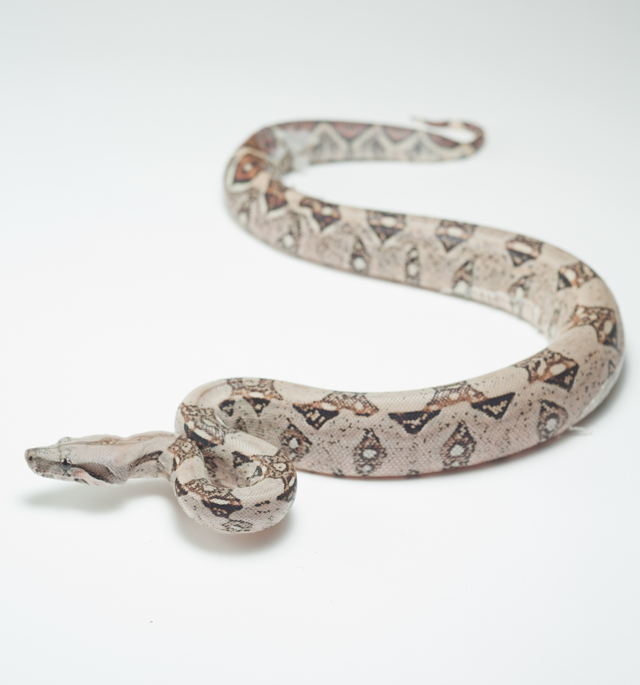 common boa for sale uk