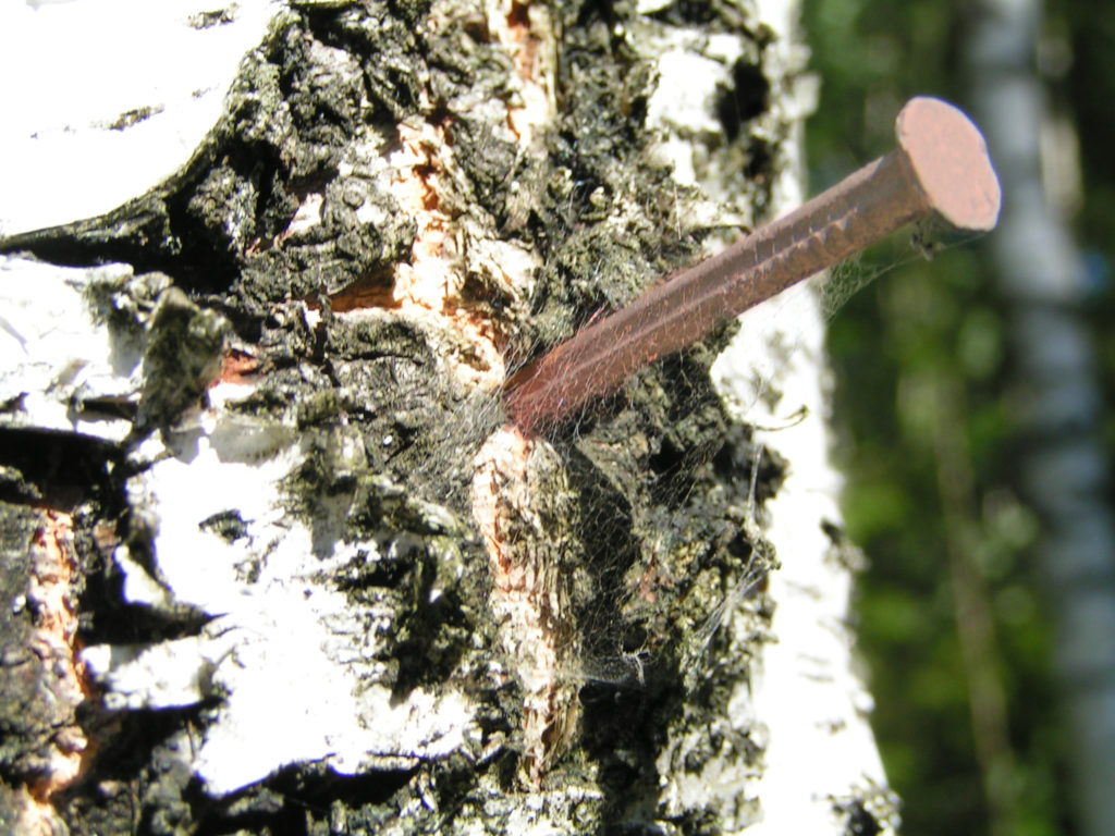 copper spikes in trees