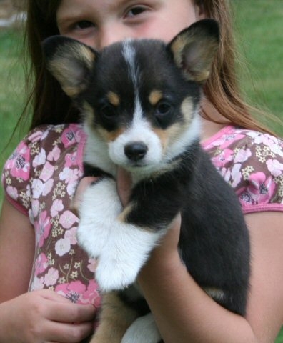 corgi puppy for sale