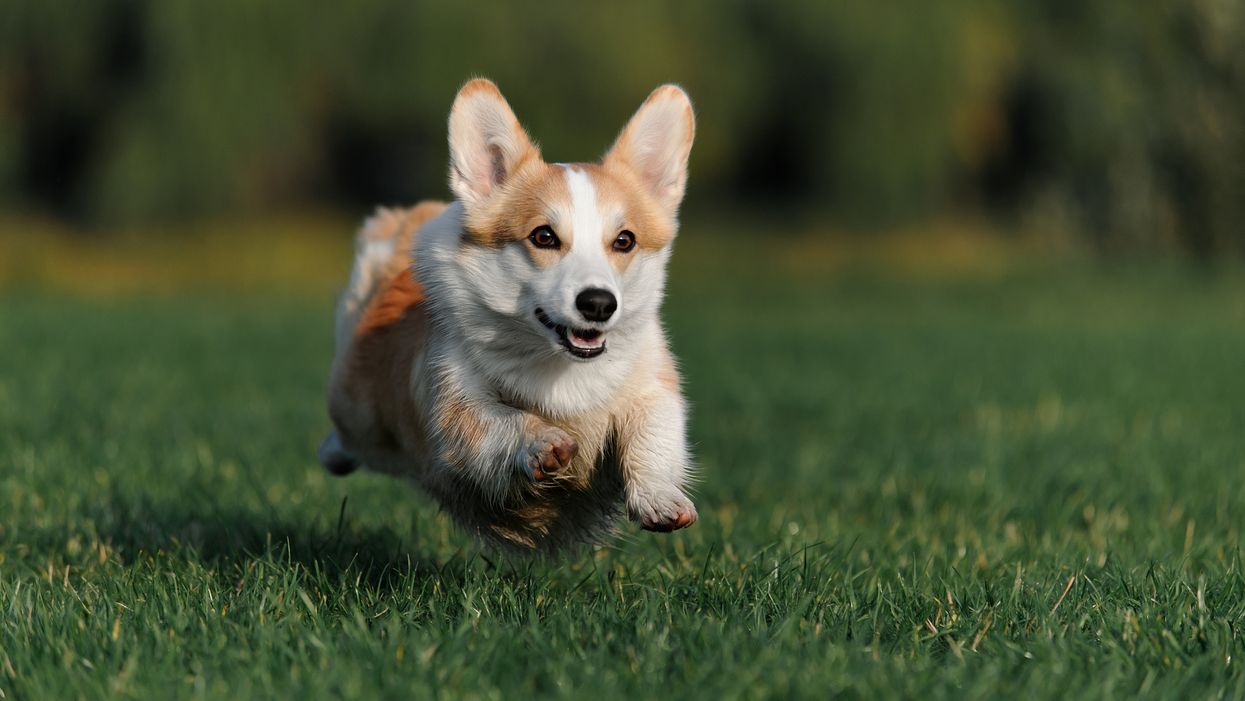 corgi races vancouver 2023