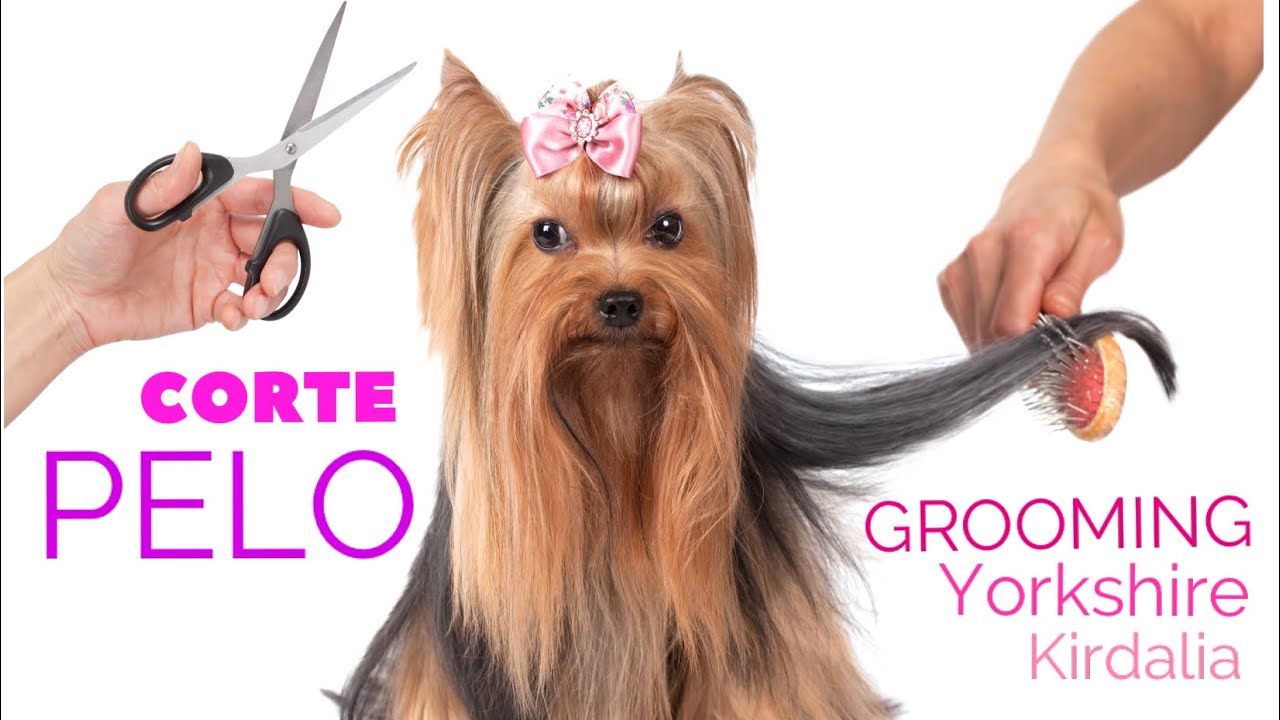 corte yorkie