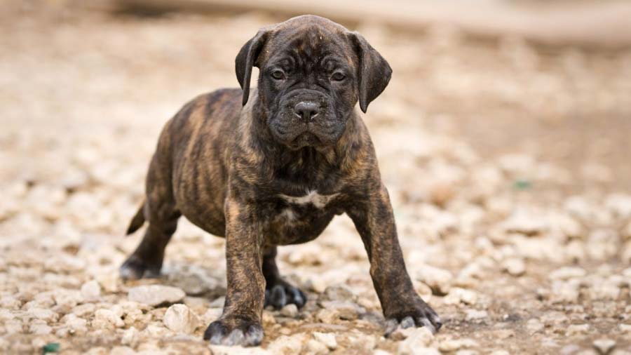 cost of presa canario