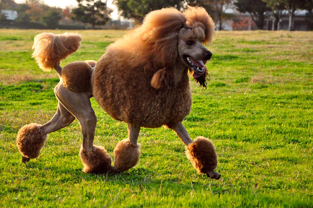 crazy poodle hair cuts