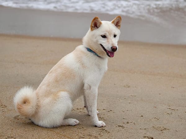 cream colored shiba inu