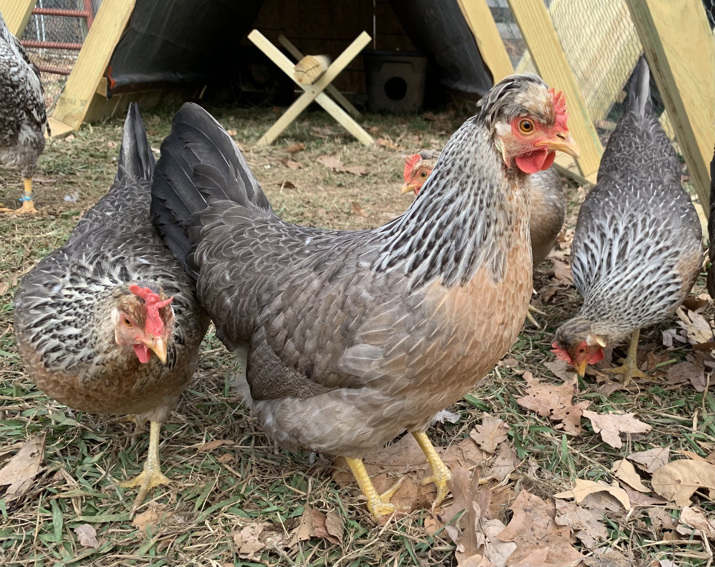 cream legbar hen