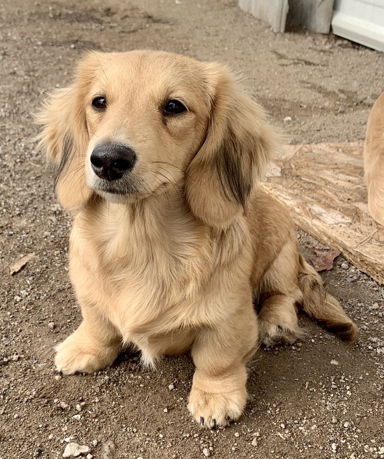 cream long haired dachshund puppies