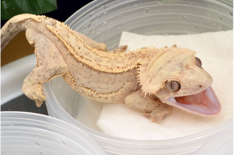 crested gecko near me for sale