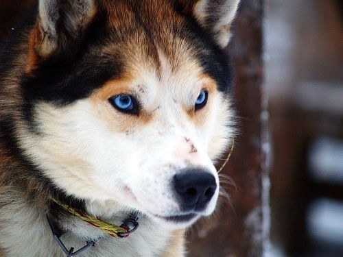 cross breed husky and german shepherd