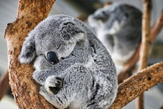 cute koala bear pictures