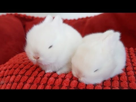 cute white rabbit images