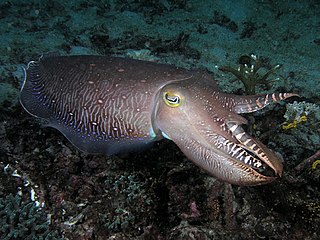 cuttlefish meaning in hindi