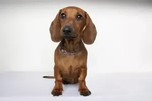 dachshund puppies seattle