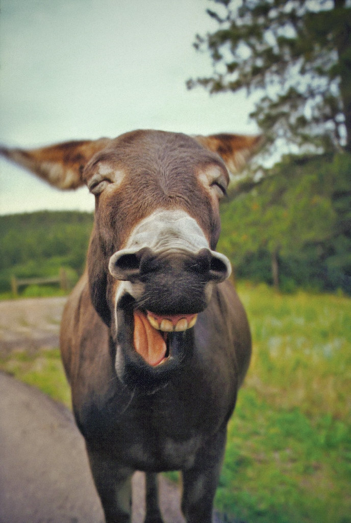 laughing donkey images