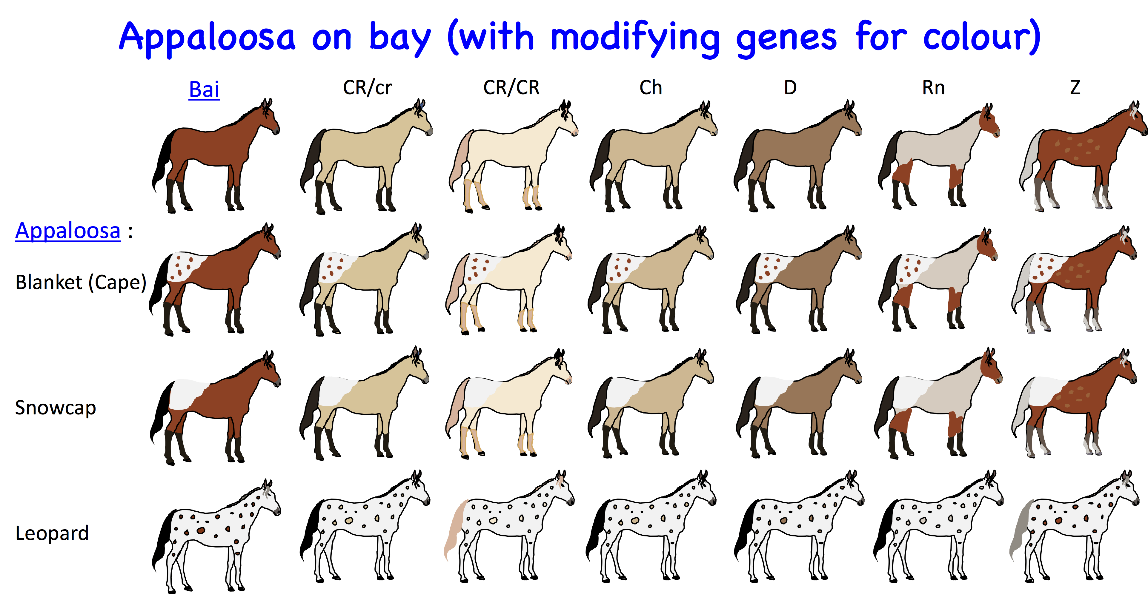 foal colour calculator