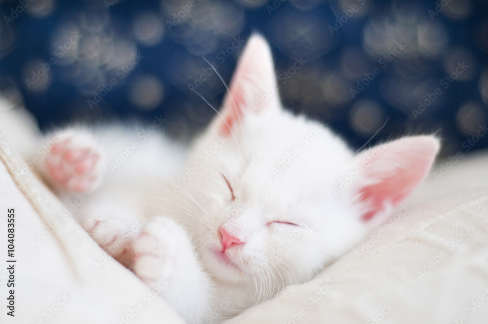 cute white kitten pictures