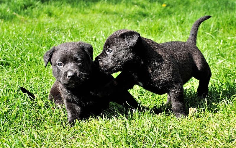 patterdale puppies