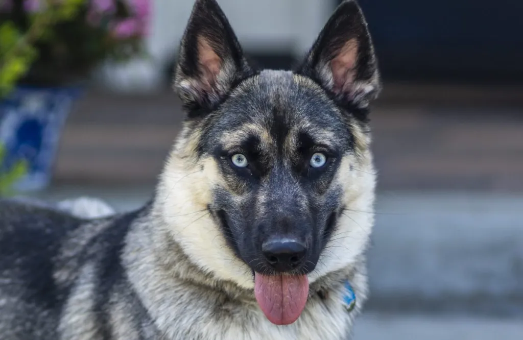 german shepherd and husky cross