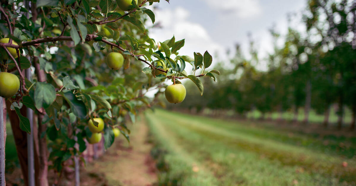 apple orchard near dekalb illinois