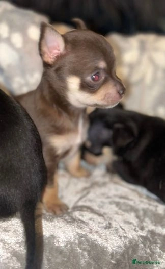 chihuahua for sale cardiff