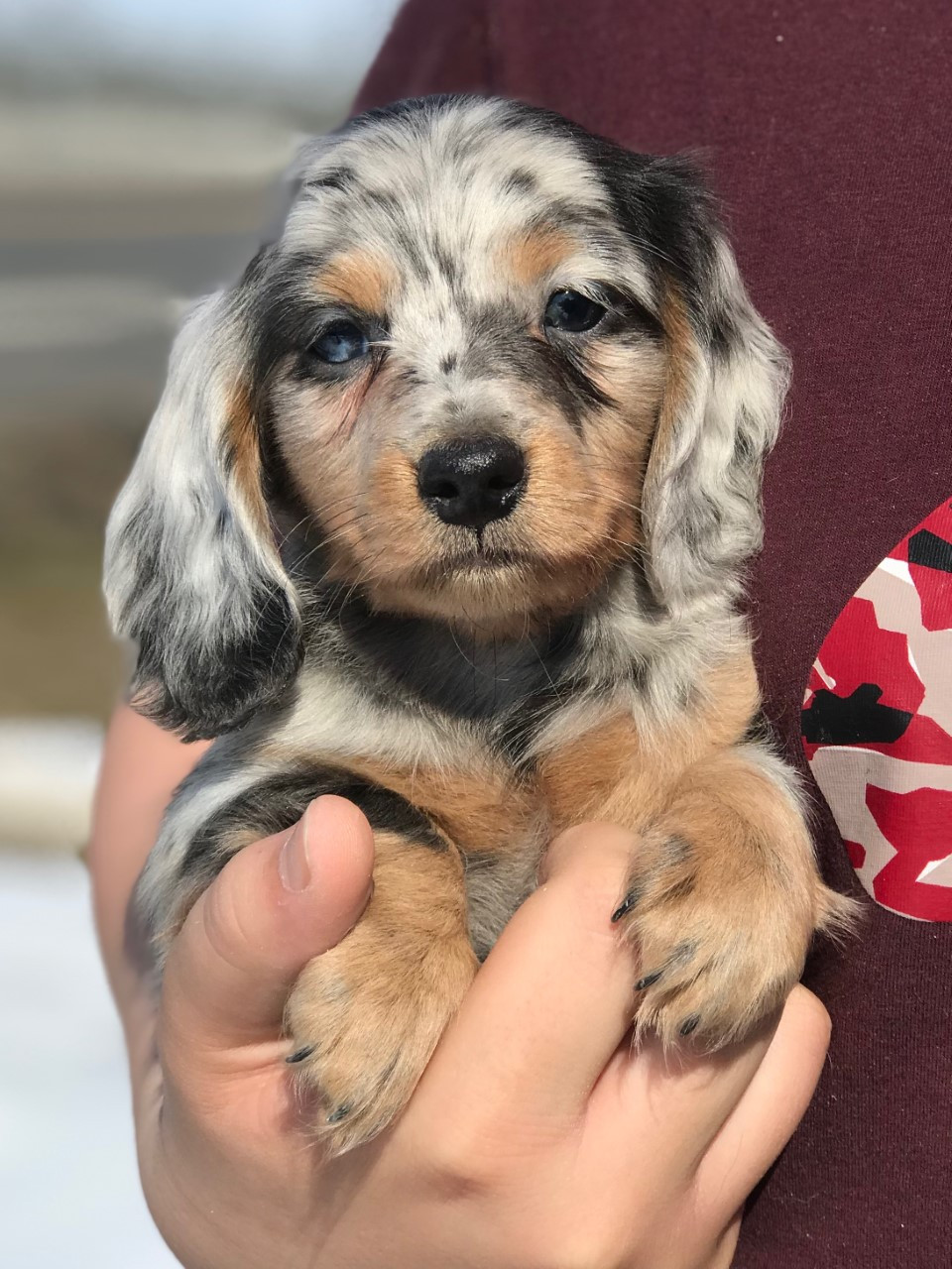 dachshund puppies