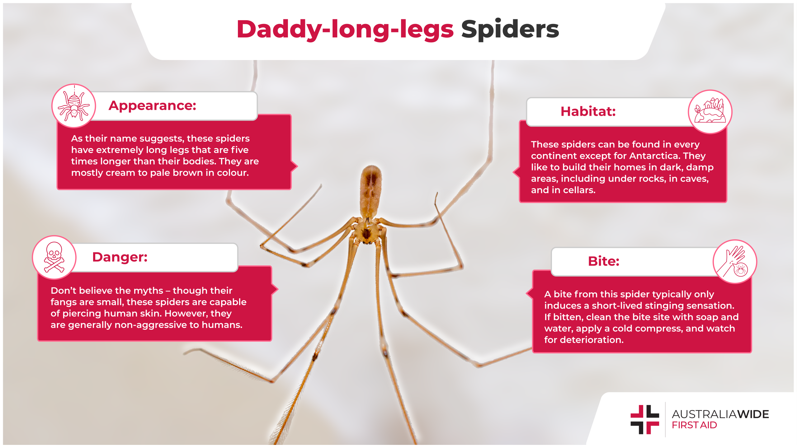 daddy long legs lifespan