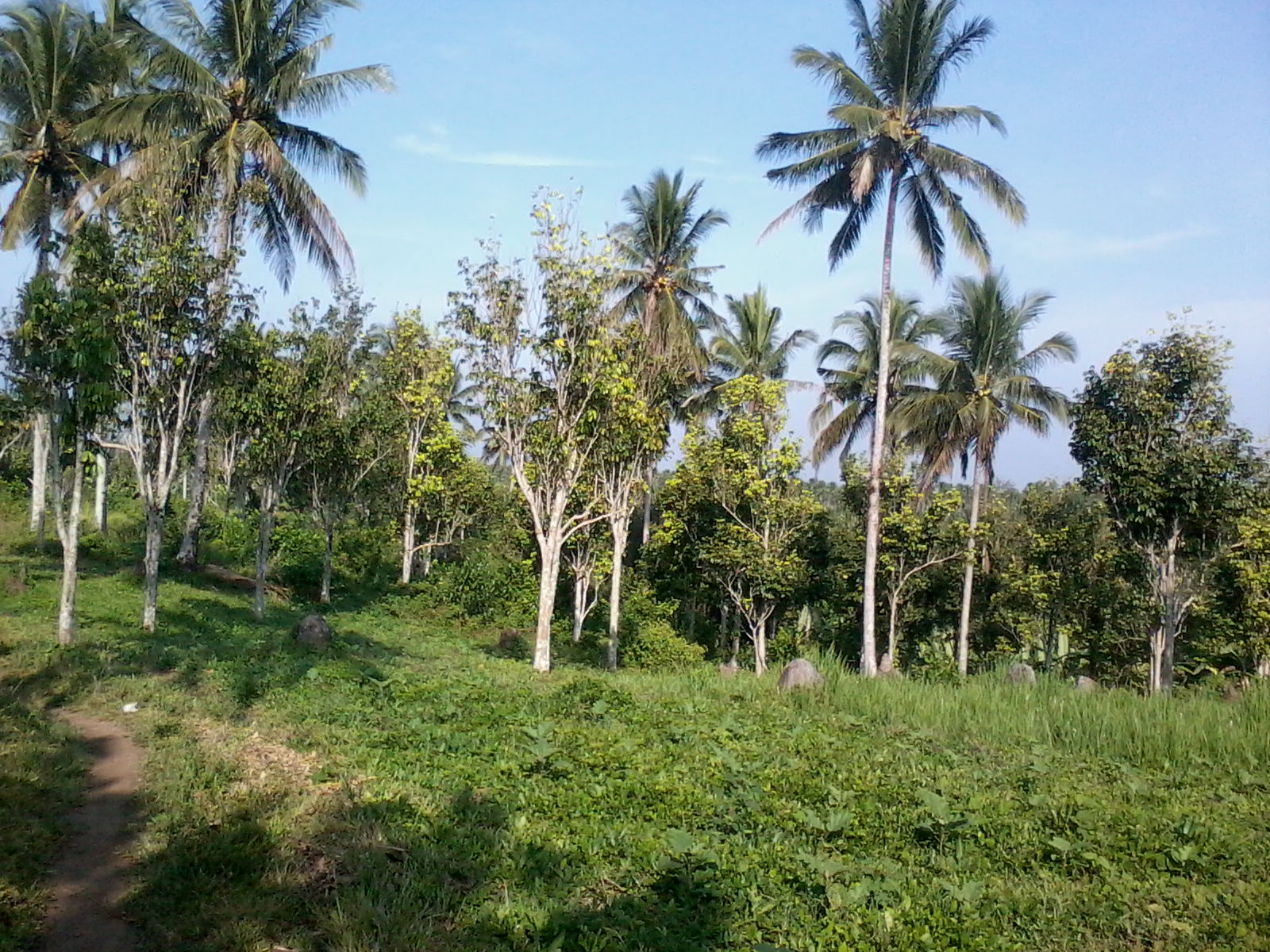 farm for sale san pablo laguna