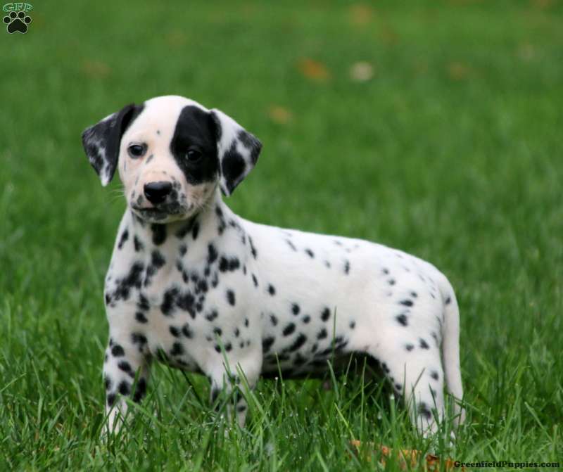 dalmatian dog for sale