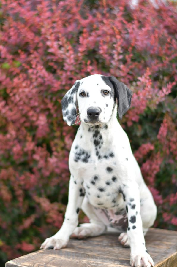 dalmatian puppy price