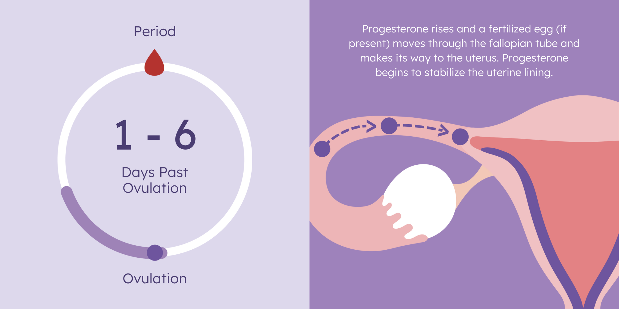 day past ovulation