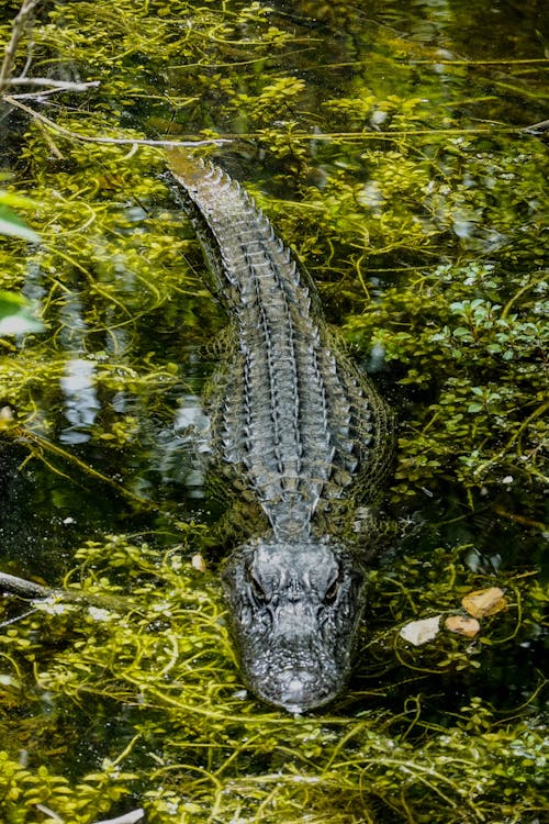 crocodile images hd