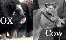 difference ox and bull
