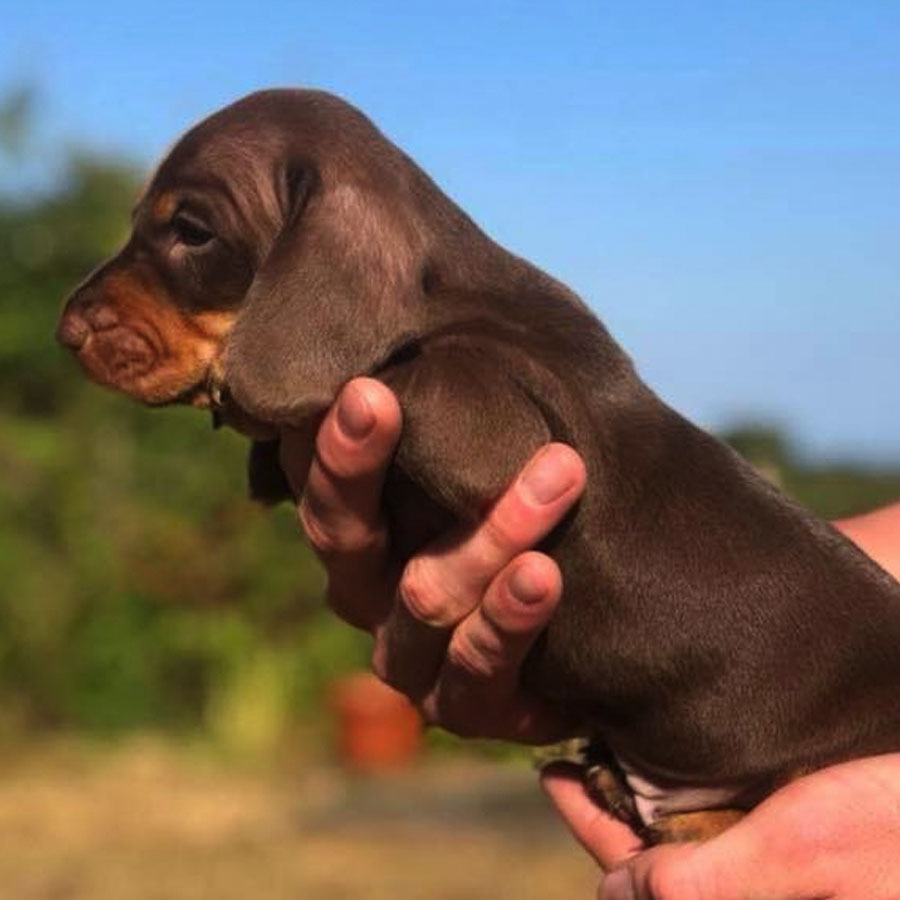 dachshund dog price in punjab