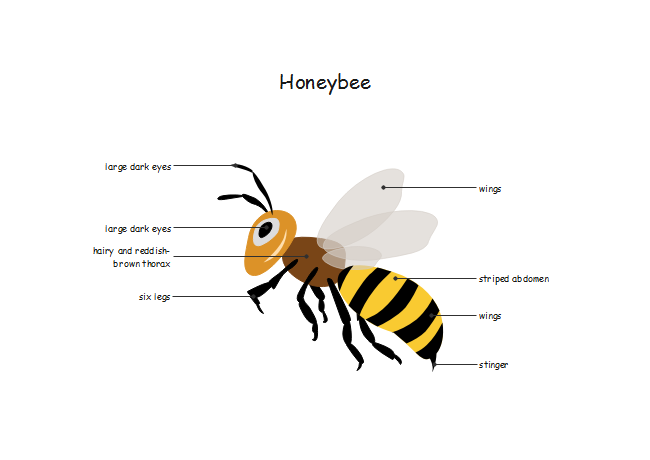 diagram of honey bee with label