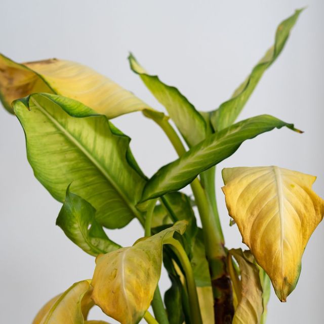 dieffenbachia yellowing leaves