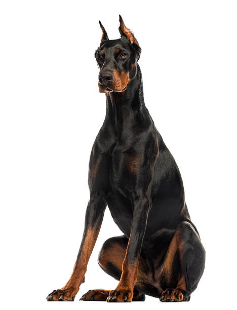 doberman images