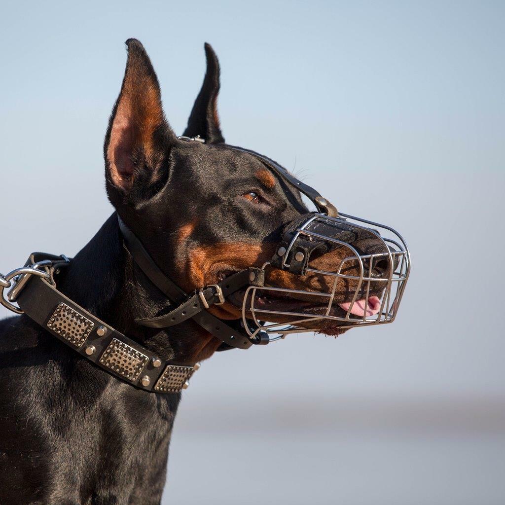 doberman muzzle