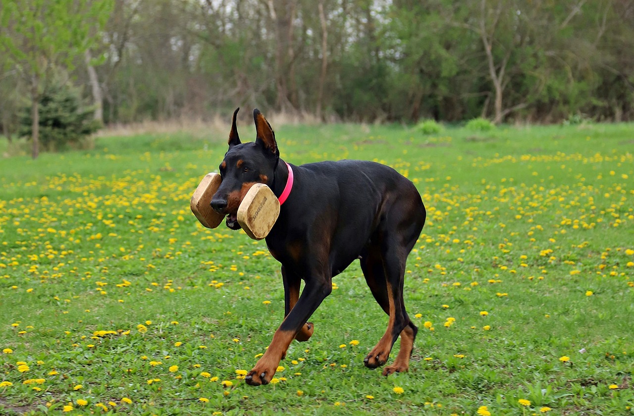 doberman pinscher bite pressure