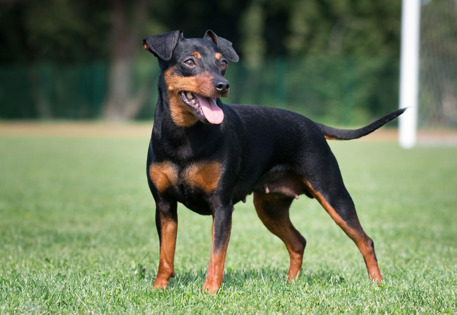 dog breed mini pinscher