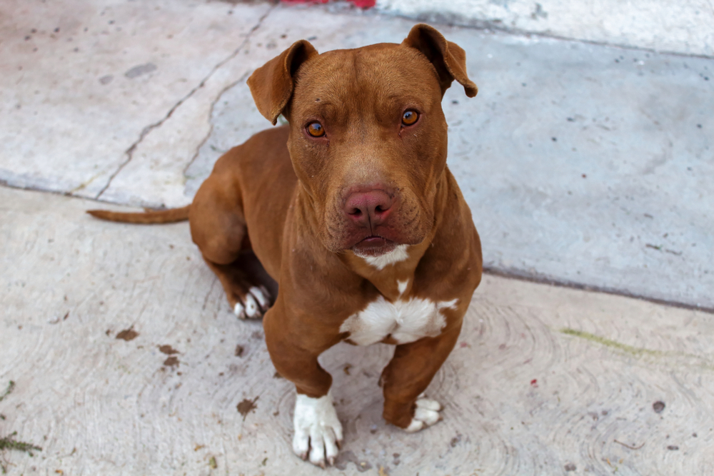 dog breeds red nose pitbull