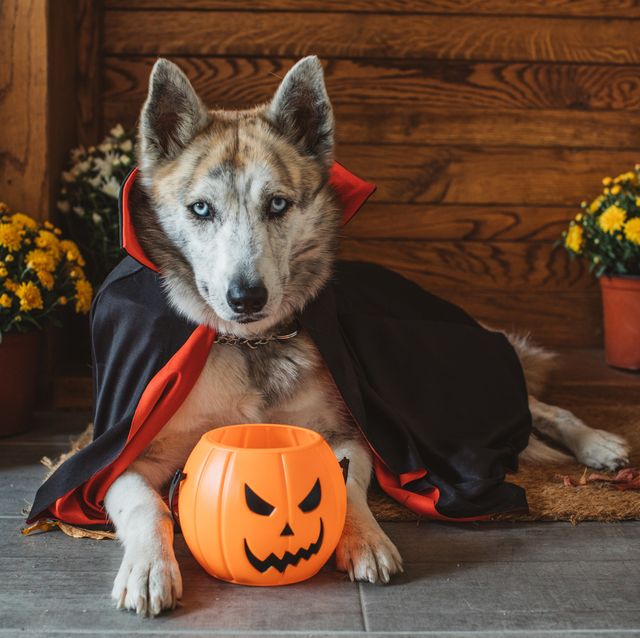 dog pumpkin dress