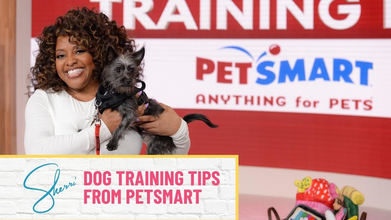 dog training at pet smart