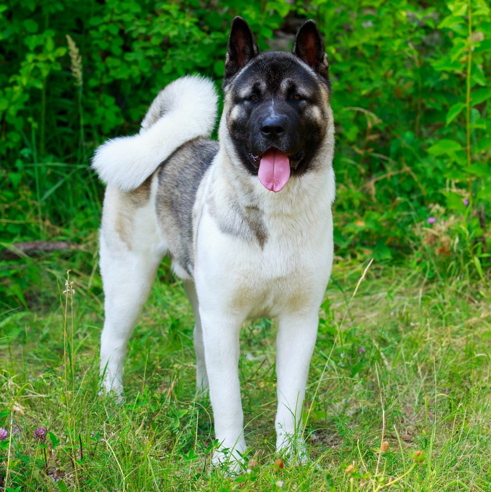 dogs with curly tails