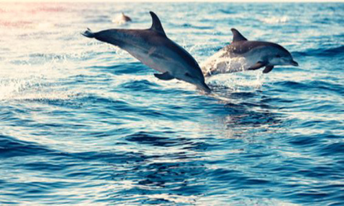 dolphin watching wildwood nj