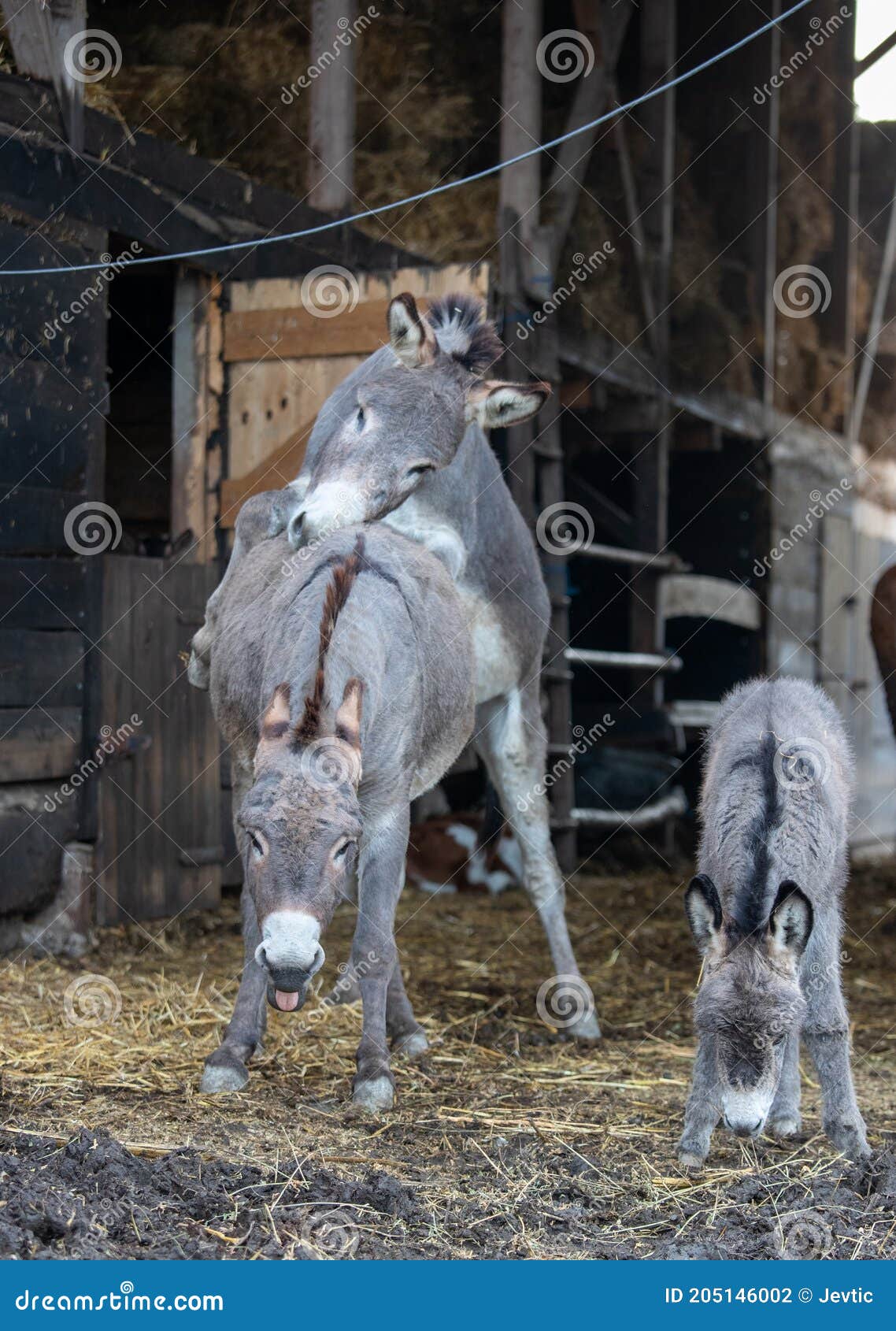 donkey mating