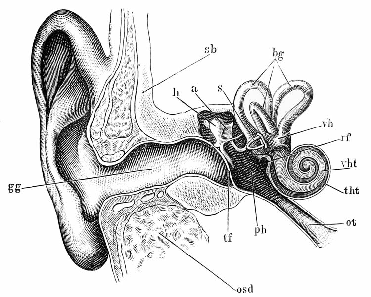 dorsal cochlear nucleus