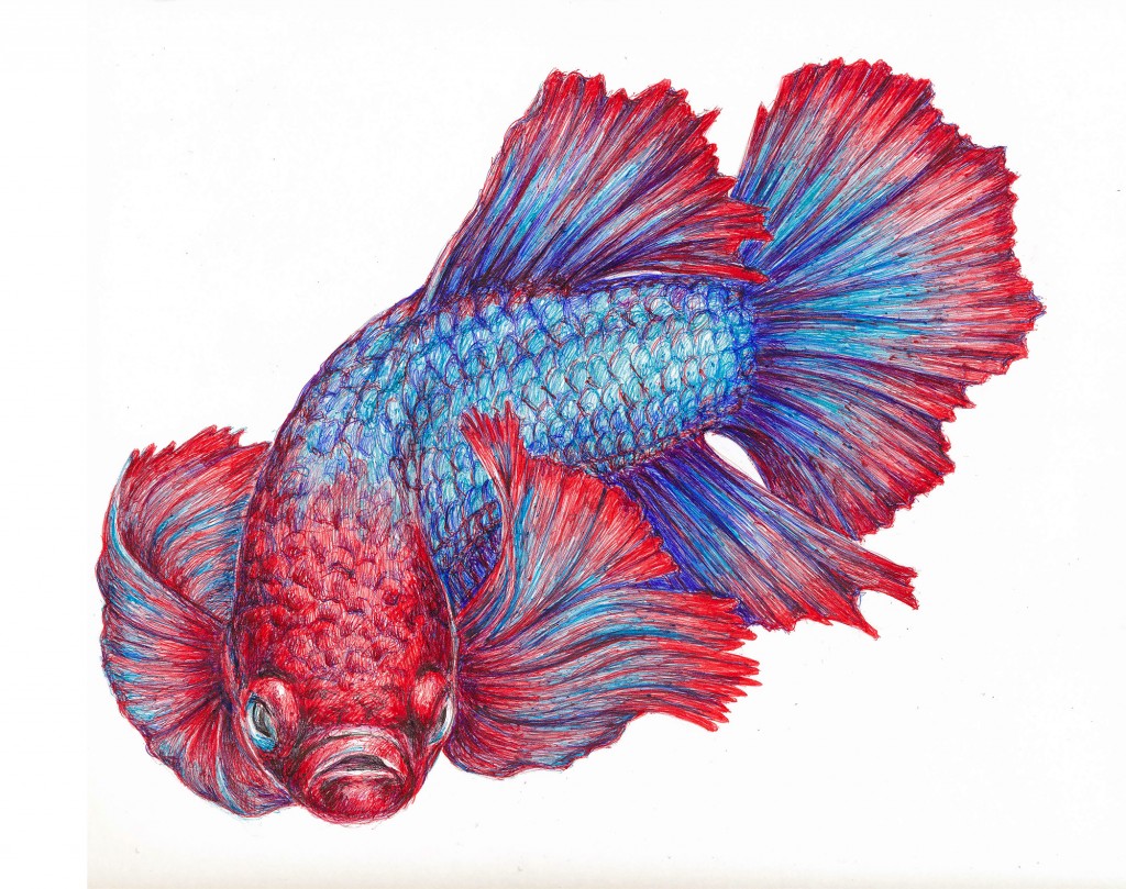 drawing of a betta fish