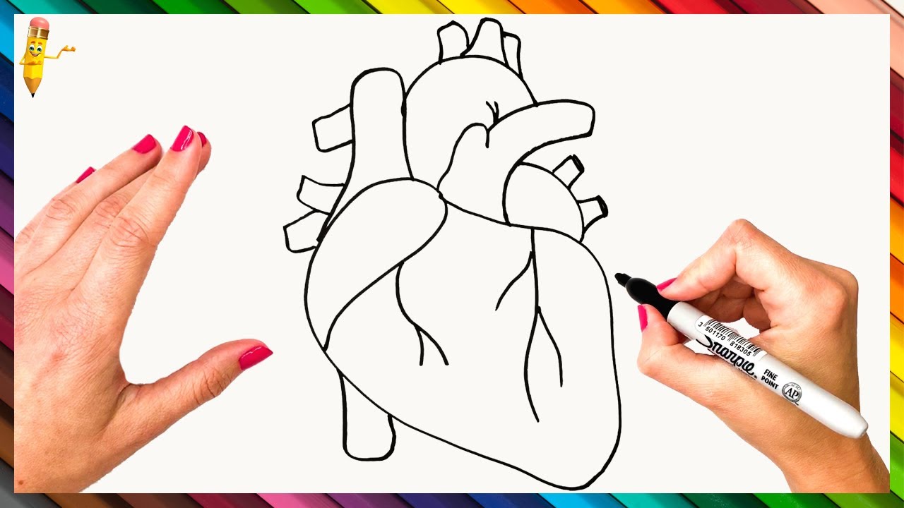drawings of the human heart