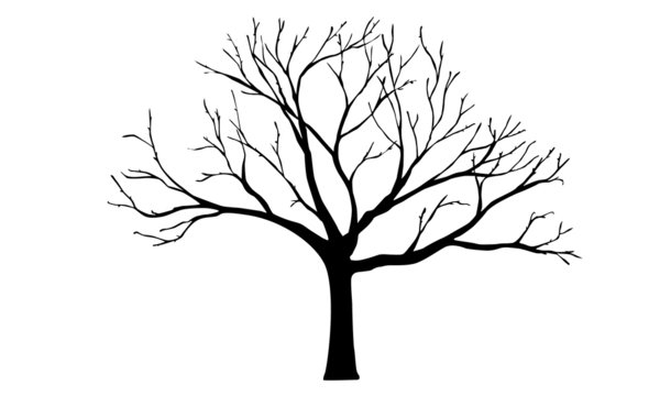 dry tree drawing