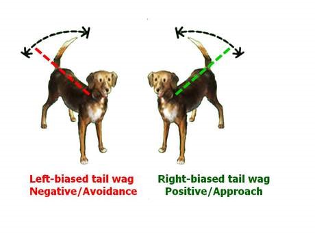 wagging tail meaning in hindi