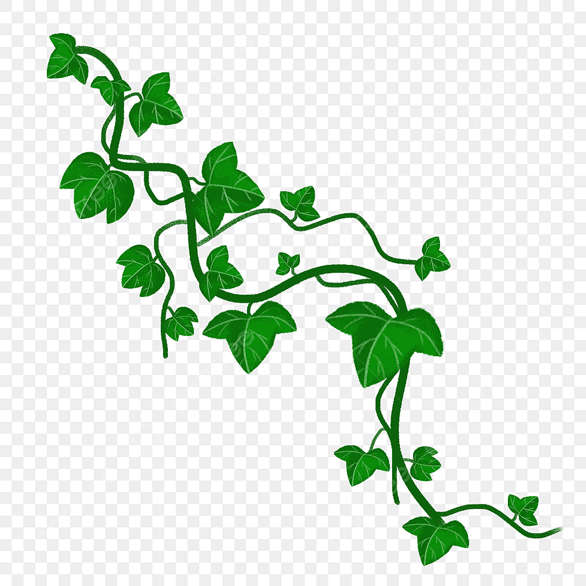 vine clipart